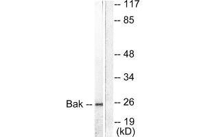 Western Blotting (WB) image for anti-BCL2-Antagonist/killer 1 (BAK1) (N-Term) antibody (ABIN1848436) (BAK1 antibody  (N-Term))
