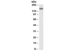Western blot testing of Jurkat nuclear lysate with NFATC3 antibody at 0. (NFATC3 antibody)