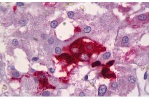 Anti-NPY / Neuropeptide Y antibody IHC staining of human adrenal medulla. (NPY antibody)