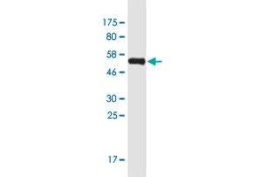 Western Blot detection against Immunogen (55. (MAF1 antibody  (AA 1-256))