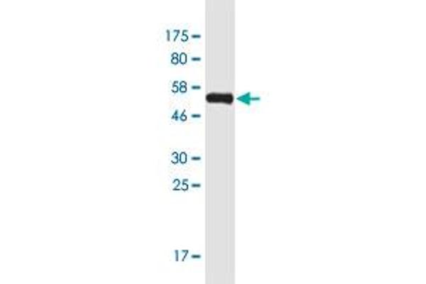 MAF1 antibody  (AA 1-256)