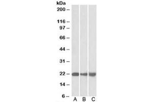Western blot of mouse NIH3T3 (A), and human HEK293 (B) and HepG2 (C) lysate with PEBP1 antibody at 0. (PEBP1 antibody)