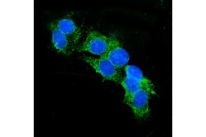 IF analysis of CD13/ANPEP using anti-CD13/ANPEP antibody (ABIN7600089). (CD13 antibody  (AA 148-966))