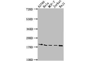 Western Blot Positive WB detected in: A2780 whole cell lysate, Hela whole cell lysate, MCF-7 whole cell lysate, Jurkat whole cell lysate, Raji whole cell lysate All lanes: EIF5A antibody at 1:2000 Secondary Goat polyclonal to rabbit IgG at 1/50000 dilution Predicted band size: 17, 21 kDa Observed band size: 18 kDa (Recombinant EIF5A antibody)