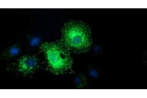 Anti-EFNA2 mouse monoclonal antibody (ABIN2453845) immunofluorescent staining of COS7 cells transiently transfected by pCMV6-ENTRY EFNA2 (RC213728). (Ephrin A2 antibody)