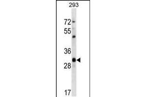 Western blot analysis in 293 cell line lysates (35ug/lane). (CDK1 antibody  (C-Term))