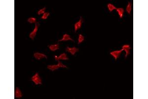 ABIN6274967 staining 293 by IF/ICC. (CPA5 antibody  (Internal Region))