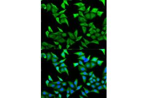 Immunofluorescence analysis of HeLa cells using PVRL2 antibody (ABIN5973114).