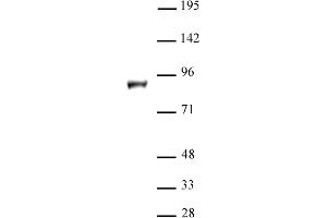 KDM1B / LSD2 antibody (pAb) tested by Western blot. (KDM1B antibody  (N-Term))