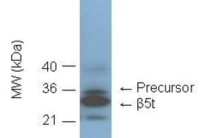 Western blot showing detection of 20S proteasome subunit beta5t in C57/BL6 mouse thymus lysate by  at 1:1000 dilution. (Proteasome 20S Beta5t Subunit antibody)