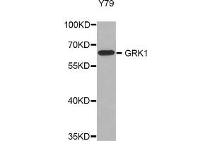 Western blot analysis of extracts of Y79 cell line, using GRK1 antibody. (GRK1 antibody)