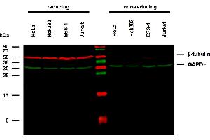 Anti-beta-Tubulin Purified (TU-06) works in WB application under reducing conditions on RIPA cell extracts.