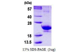 Interferon, alpha 14 (IFNa14) protein (His tag)