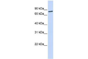 Western Blotting (WB) image for anti-Aconitase 2, Mitochondrial (ACO2) (N-Term) antibody (ABIN631018)