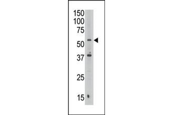 Septin 9 antibody  (C-Term)