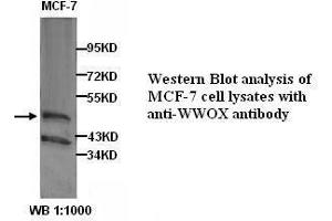 Image no. 1 for anti-WW Domain Containing Oxidoreductase (WWOX) antibody (ABIN790974) (WWOX antibody)