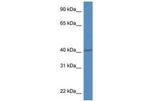 Image no. 1 for anti-PR Domain Containing 12 (PRDM12) (AA 161-210) antibody (ABIN6747244) (PRDM12 antibody  (AA 161-210))