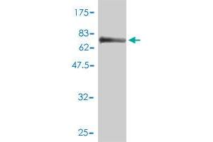 Western Blot detection against Immunogen (77. (MPP1 antibody  (AA 1-466))