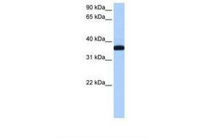Image no. 1 for anti-Exoribonuclease 1 (ERI1) (AA 29-78) antibody (ABIN6737973) (ERI1 antibody  (AA 29-78))