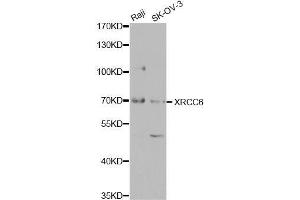 Western blot analysis of extracts of various cell lines, using XRCC6 antibody (ABIN5971106) at 1/1000 dilution. (XRCC6 antibody)