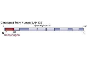 Image no. 3 for anti-General Transcription Factor III (GTF2I) (AA 17-123) antibody (ABIN968264) (GTF2I antibody  (AA 17-123))
