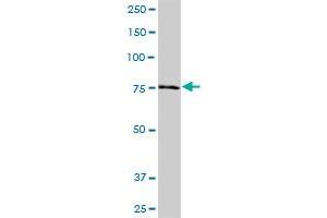 NDUFS1 MaxPab polyclonal antibody. (NDUFS1 antibody  (AA 1-727))