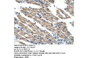 Human Muscle (KEAP1 antibody  (C-Term))