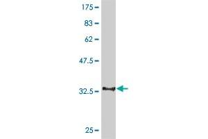 Western Blotting (WB) image for anti-CDC14 Cell Division Cycle 14 Homolog A (CDC14A) (AA 431-530) antibody (ABIN563688)