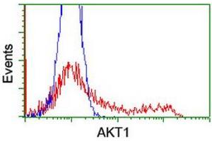 Image no. 2 for anti-V-Akt Murine Thymoma Viral Oncogene Homolog 1 (AKT1) antibody (ABIN1496559) (AKT1 antibody)