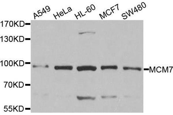 MCM7 antibody  (AA 360-719)