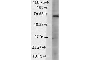 Western Blot analysis of Rat brain membrane lysate showing detection of TrpV3 protein using Mouse Anti-TrpV3 Monoclonal Antibody, Clone S15-39 .