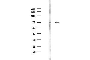 anti-RAR-Related Orphan Receptor A (RORA) (N-Term) antibody