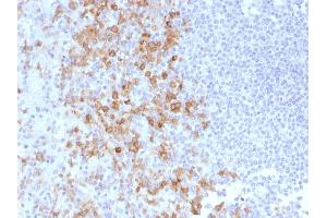 Formalin-fixed, paraffin-embedded human Spleen stained with CD162 Monoclonal Antibody (PSGL1/1601). (SELPLG antibody)