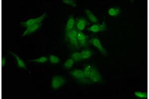 Immunofluorescence staining of Hela cells with ABIN7154937 at 1:200, counter-stained with DAPI.