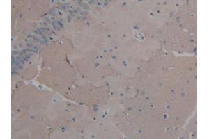 IHC-P analysis of Mouse Brain Tissue, with DAB staining. (FGF2 antibody  (AA 10-154))