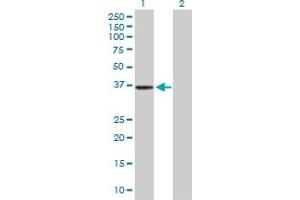 Western Blotting (WB) image for anti-Apolipoprotein B mRNA Editing Enzyme, Catalytic Polypeptide-Like 3G (APOBEC3G) (AA 1-384) antibody (ABIN528438)