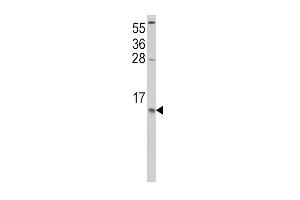 Western blot analysis of CCL2 Antibody (C-term) (ABIN390653 and ABIN2840951) in Hela cell line lysates (35 μg/lane). (CCL2 antibody  (C-Term))