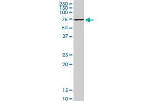 HSPA1B monoclonal antibody (M05), clone 2D11. (HSPA1B antibody  (AA 531-611))
