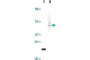 Western blot analysis using FBLN5 monoclonal antibody, clone 3F8D5  against truncated recombinant FBLN5 (Lane 1) and HeLa cell lysate (Lane 2).
