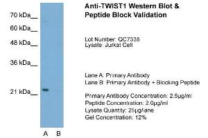 Host:  Rabbit  Target Name:  TWIST1  Sample Type:  Jurkat  Lane A:  Primary Antibody  Lane B:  Primary Antibody + Blocking Peptide  Primary Antibody Concentration:  2. (TWIST1 antibody  (C-Term))