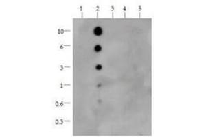 Dot Blot of Rabbit Histone H3 [Monomethyl Lys36] Antibody. (Histone 3 antibody  (H3K36me))