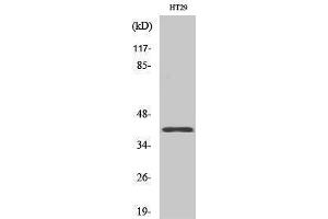 Western Blotting (WB) image for anti-Olfactory Receptor, Family 8, Subfamily S, Member 1 (OR8S1) (Internal Region) antibody (ABIN3186203) (OR8S1 antibody  (Internal Region))