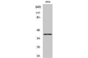 OR8S1 antibody  (Internal Region)