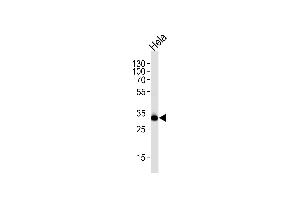 Western blot analysis of lysate from HeLa cell line, using RPS6 Antibody(Ser240/244) at 1:1000 at each lane. (RPS6 antibody  (Ser240, Ser244))