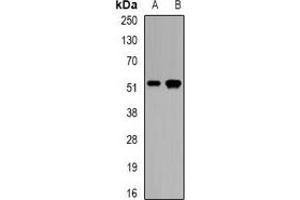 Western blot analysis of CALCOCO2 expression in mouse pancreas (A), rat skeletal muscle (B) whole cell lysates. (CALCOCO2 antibody)