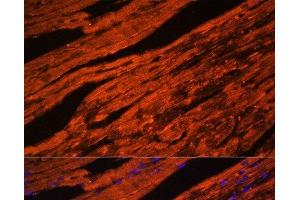 Immunofluorescence analysis of Mouse heart cells using LDB3 Polyclonal Antibody at dilution of 1:100.