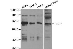 Western Blotting (WB) image for anti-Transcription Factor Dp-1 (TFDP1) antibody (ABIN1876610) (DP1 antibody)