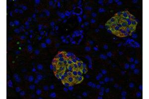 Indirect immunostaining of PFA fixed paraffin embedded mouse pancreas section with anti-SV2 A (dilution 1 : 500: green) and rabbit anti-SCAMP (ABIN2850856, dilution 1 : 500; red).