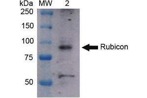 Western blot analysis of Human HeLa cell lysates showing detection of ~108 kDa Rubicon protein using Rabbit Anti-Rubicon Polyclonal Antibody .