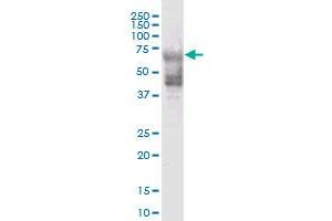 KRT74 MaxPab polyclonal antibody. (KRT74 antibody  (AA 1-529))